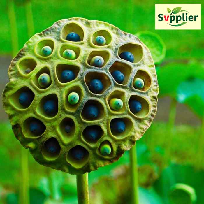 Svpplier - Lotus Seeds Origin, Benefits, and Cultivation Tips