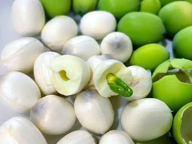 Svpplier Fresh Lotus Seeds