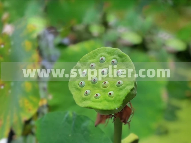 Svpplier - How to Grow Lotus Seeds A Complete Guide to Planting, Germination and Care