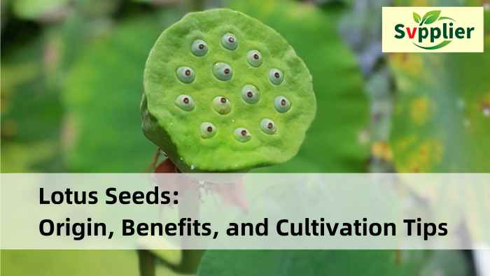 Svpplier - Lotus Seeds Origin, Benefits, and Cultivation Tips