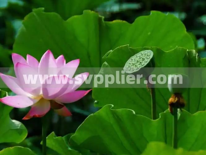 Svpplier - The Ultimate Guide to Fertilizing Lotus A Complete Guide to Timing, Types & Best Practices