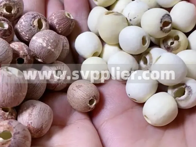 Types of Lotus Seeds: A Comprehensive Guide to Varieties, Nutrition, Uses and Cultivation Methods Svpplier - Types of Lotus Seeds A Comprehensive Guide to Varieties, Nutrition, Uses and Cultivation Methods